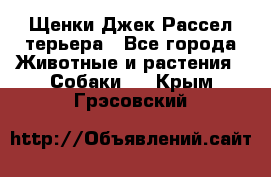 Щенки Джек Рассел терьера - Все города Животные и растения » Собаки   . Крым,Грэсовский